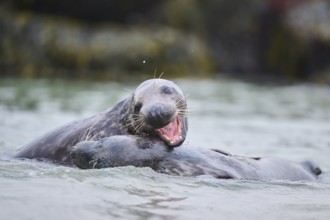 Grey seal (Halichoerus grypus) playing with each other in the water, sea, Düne, Helgoland,