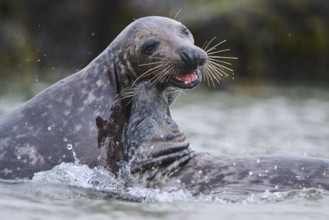Grey seal (Halichoerus grypus) playing with each other in the water, sea, Düne, Helgoland,