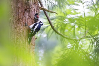 Great spotted woodpecker (Dendrocopos major), female feeds almost fledged young bird in the