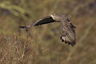 Common buzzard (Buteo buteo), in flight, Switzerland, Europe
