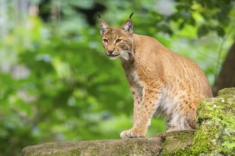 Eurasian lynx (Lynx lynx) sitting in a forest, Bavaria, Germany, Europe