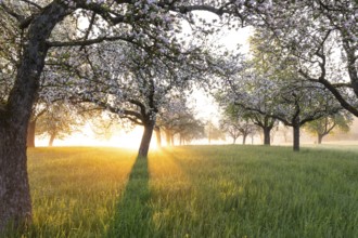 Fresh blossom, morning light, ground mist... simply magical! Foothills orchard meadow in bloom -