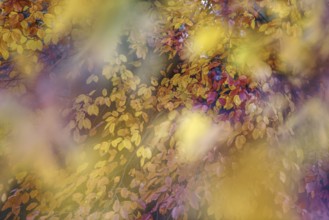 Soft, dreamy depiction of colourful autumn leaves in yellow and purple, Lower Rhine, Willich