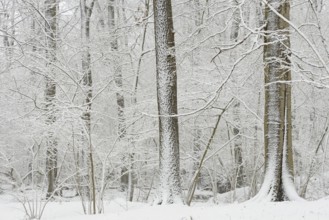 Winter forest after heavy snowfall, North Rhine-Westphalia, Germany, Europe