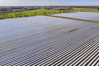 Asparagus fields near village Bröckel, rows covered with plastic foil, Lower Saxony, Germany,