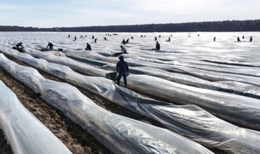 The first asparagus is harvested from a foil-covered asparagus field, Beelitz, 26/03/2024