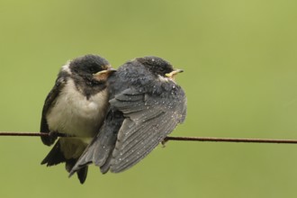 Barn Swallow (Hirundo rustica) juvenile, Lower Saxony, Germany, Europe