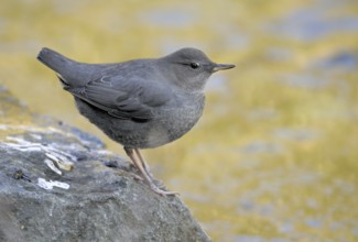 American Dipper (Cinclus mexicanus), British Columbia, Canada, North America