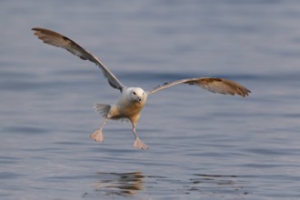 Northern Fulmar (Fulmarus glacialis) flying, Iceland, Europe