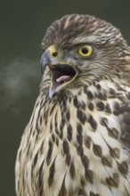 Northern Goshawk (Accipiter gentilis) juvenile, Mecklenburg-Western Pomerania, Germany, Europe