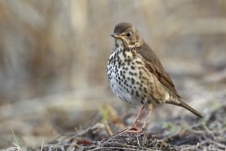 Song Thrush (Turdus philomelos), Saxony-Anhalt, Germany, Europe