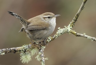 Bewick's Wren (Thryomanes bewickii), Canada, North America
