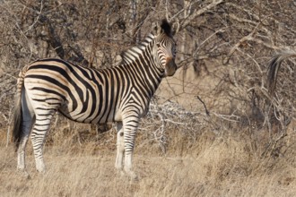 Burchell's zebra (Equus quagga burchellii), adult, standing in dry grass, looking at camera, animal