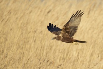 Western Marsh Harrier (Circus aeruginosus) female flying, Netherlands
