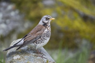 Fieldfare (Turdus pilaris) perched on a stone, Sweden, Europe