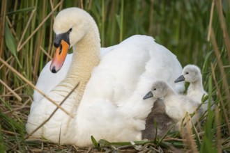 Mute swan (Cygnus olor) with chicks in the nest, Rosensteinpark, Stuttgart, Baden-Württemberg,
