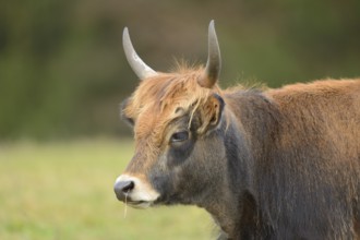 Close-up of a aurochs or ure (Bos primigenius) in autumn in the bavarian forest