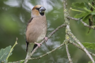 Hawfinch (Coccothraustes coccothraustes), Emsland, Lower Saxony, Germany, Europe