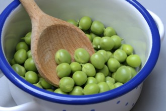 Fresh green peas in pot with wooden spoon, Pisum sativum