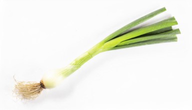 Vegetable, spring onion or spring onion, also known as winter onion, Allium fistulosum