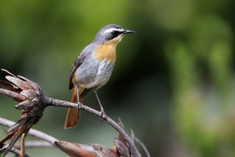 Cossypha caffra, adult, on guard, Protea, Kirstenbosch Botanical Gardens, Cape Town, South Africa,