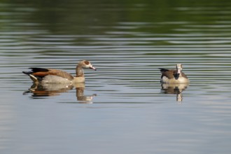 Egyptian goose (Alopochen aegyptiaca), a pair of Egyptian geese swimming on a pond, Thuringia,