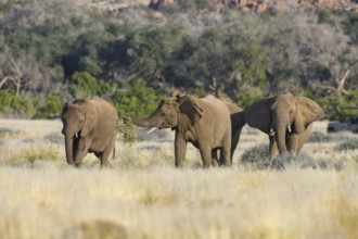 Desert elephants (Loxodonta africana) in the Ugab dry river, Damaraland, Kunene region, Namibia,