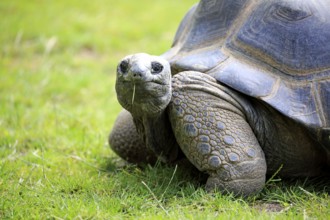 Aldabra giant tortoise, giant tortoise (Aldabrachelys gigantea), adult, feeding, portrait,