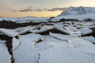 Ice floes, Lofoten island Vestvågøya at the fjord Gimsøystraumen, Lofoten, Northern Norway, Norway,