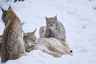 Eurasian lynx (Lynx lynx) playing in the snow in winter, Bavaria, Germany, Europe