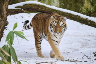 Siberian tiger (Panthera tigris altaica) walking in the snow in winter, captive, Germany, Europe