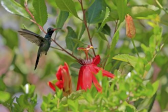Broad-billed hummingbird (Cynanthus latirostris), adult, male, flying, on flower, foraging, Sonoran