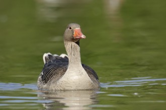 Greylag goose (Anser anser), swimming, North Rhine-Westphalia, Germany, Europe