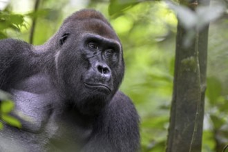 Western lowland gorilla (Gorilla gorilla gorilla), male, silverback, Baï-Hokou, Dzanga-Ndoki