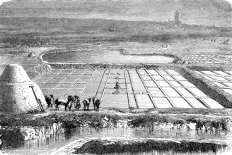 Salt extraction, salt works on the Mediterranean in Italy, in 1870, Historical, digital