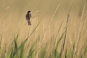 Reed bunting (Emberiza schoeniclus), male sitting on a reed, animal portrait, Bagges Dæmning,