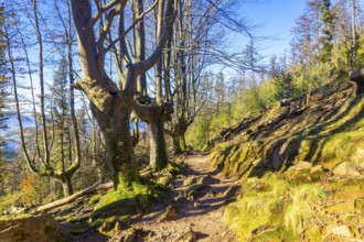 A green beech forest on the top of Mount Adarra in Urnieta. Gipuzkoa, Basque Country