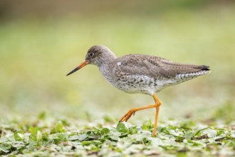 Common redshank (Tringa totanus) walking on a meadow, Bavaria, Germany, Europe