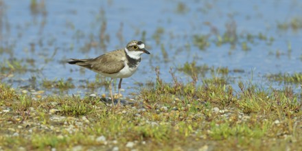 Little Ringed Plover (Charadrius dubius) adult bird standing on the lakeshore, Lake Neusiedl