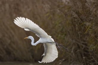 Great White Egret (Egretta alba) Germany