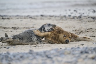 Grey seal (Halichoerus grypus) playing with each other on the beach, Düne, Helgoland,
