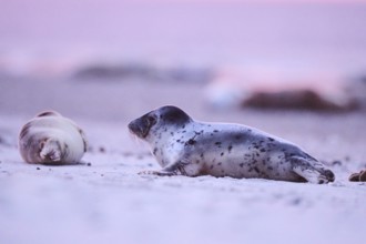 Grey seal (Halichoerus grypus) lying on the beach at sunset, Düne, Helgoland, Schleswig-Holstein,