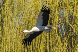 A stork flies past green hanging branches in sunny surroundings, white stork (Ciconia ciconia),