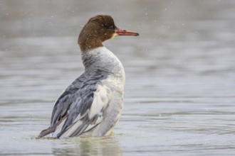 Goosander (Mergus merganser) wbl Germany