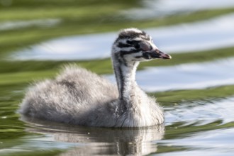 Young great crested grebe (Podiceps cristatus), Emsland, Lower Saxony, Germany, Europe