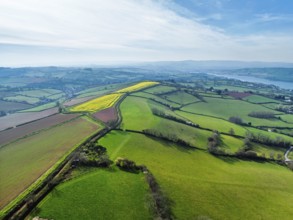Rapeseed fields over the River Teign from a drone, Teignmouth, Shaldon, Devon, England, United