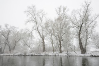 Winter landscape by a river, willows (Salix) on the bank in heavy snowfall, North Rhine-Westphalia,