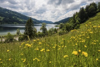 Bühl, Großer Alpsee, Immenstadt, Oberallgäu, Allgäu, Swabia, Bavaria, Germany, Europe