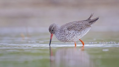Common redshank (Tringa totanus) Snipe bird, searching for food in the mud, shallow water zone,