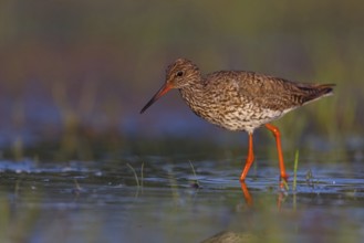 Common redshank (Tringa totanus), East Khawr / Khawr Ad Dahariz, Hungary, Europe